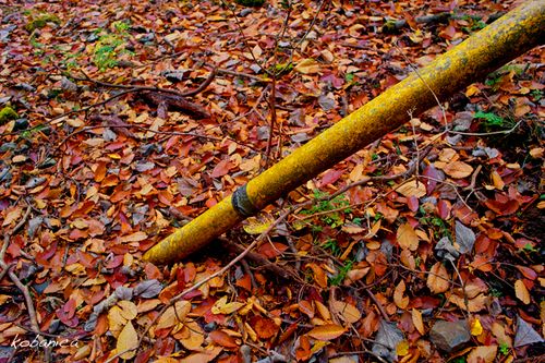 091108_kobanica_forest01