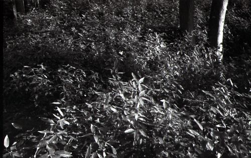Leica_Summaron35_kobanica20150223_2