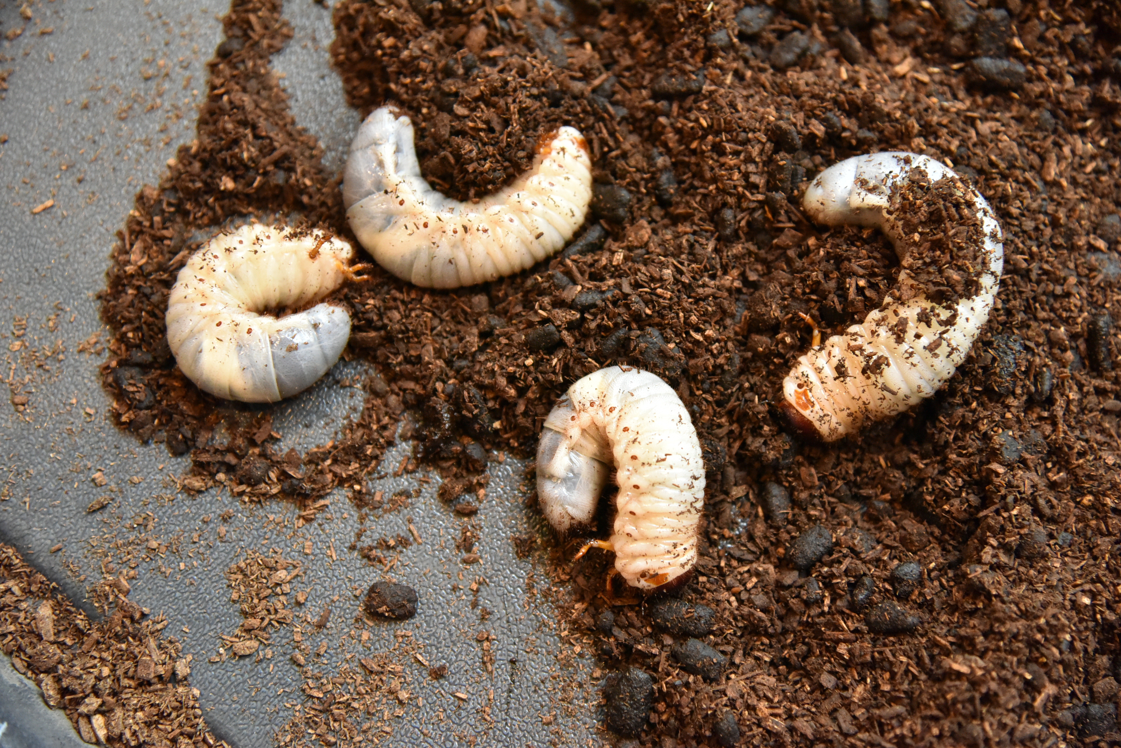 土 カブトムシ から 出る 幼虫