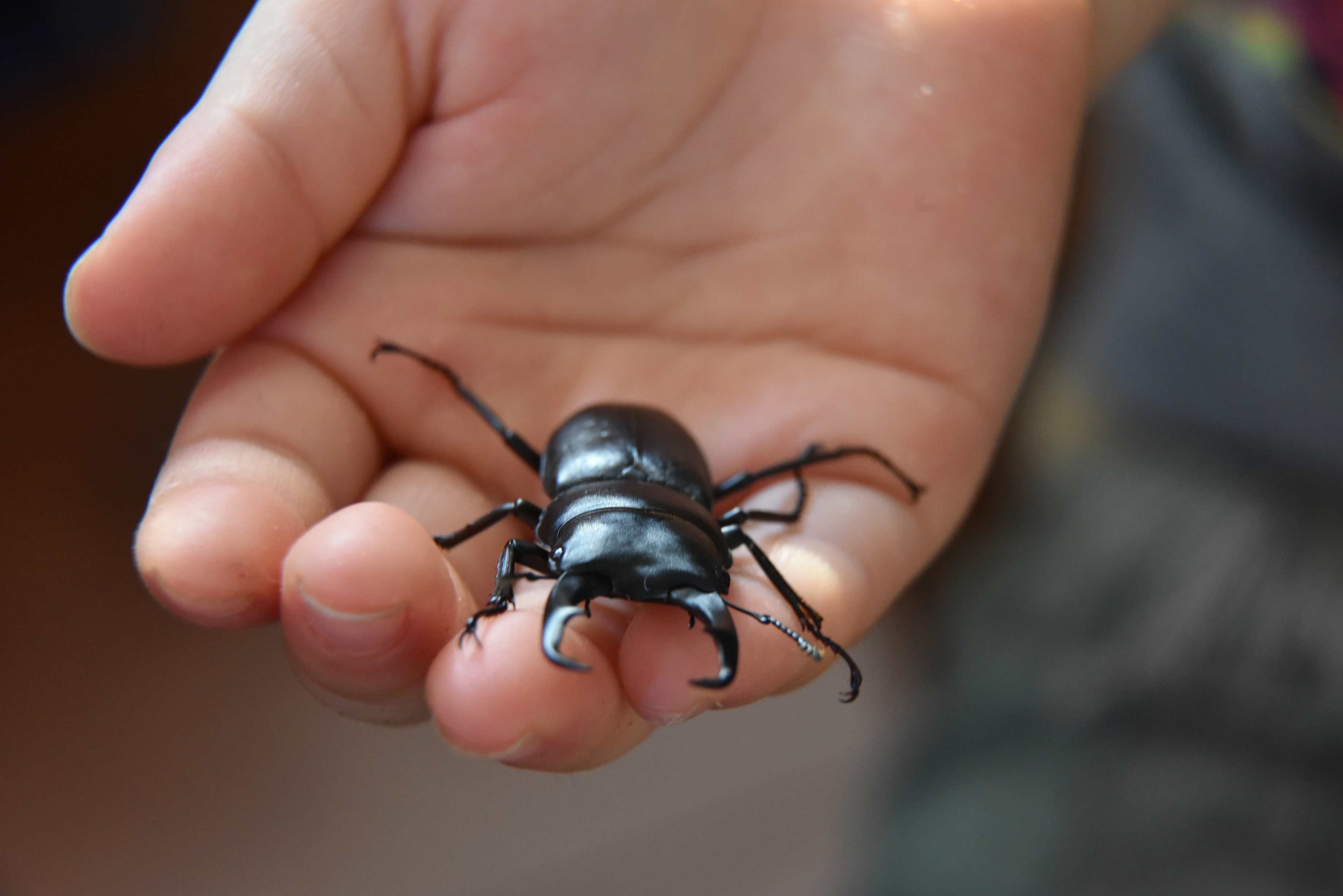 手乗りクワガタ 突然クワカブ