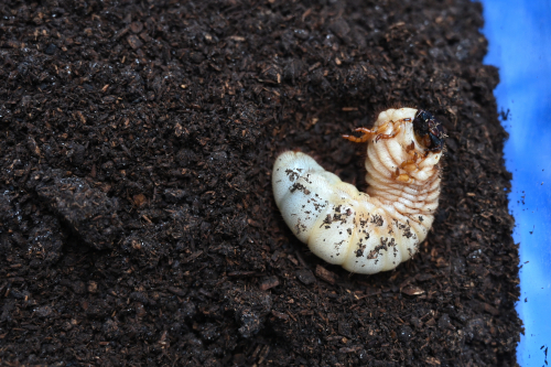 カブトムシの幼虫が１匹だけ表に出てくる件 突然クワカブ