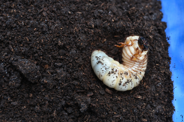 カブトムシ 羽化 土の上