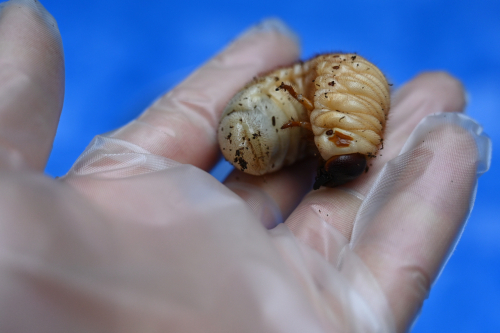 カブトムシ 土から出てくる