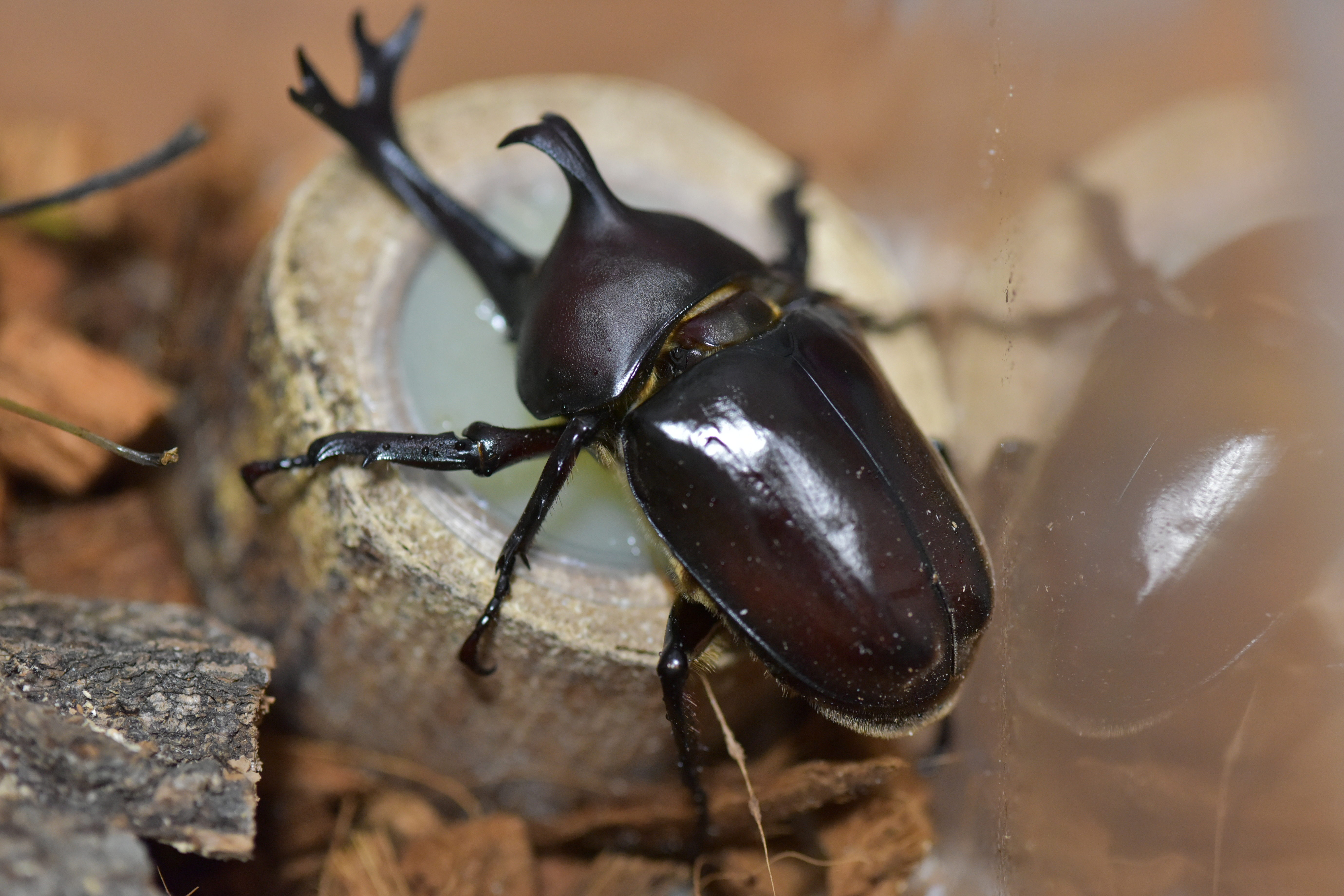 カブトムシの交尾は意外と難しい 突然クワカブ