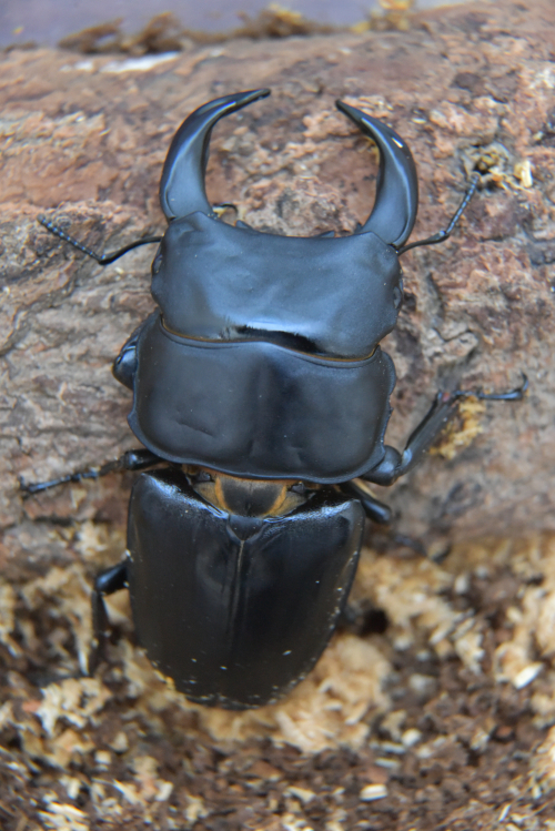 クワガタ 死ん だ ふり