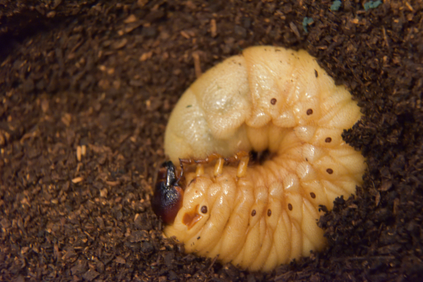 蛹化前にカブトムシの幼虫が地表に出てしまう件 突然クワカブ