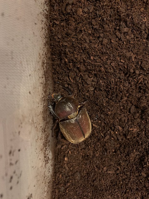 カブトムシの羽化率の低さにビビる 突然クワカブ